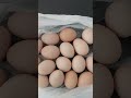 Antibiyotikli market yumurtası yeme!!!