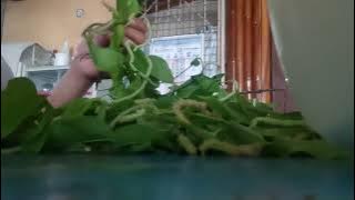 Download lagu himbabao masarao sya pakbet❤️😊