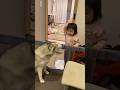 シベリアンハスキーにどうしてもオモチャをあげたい2歳児の妹分 #shorts