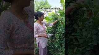 ನಮ್ಮ ಗಿಡದ ದುಂಡು ಮಲ್ಲಿಗೆ ಹೂವು #kannada #shorts #shortvideo #viral #viralvideos #viralshorts #music