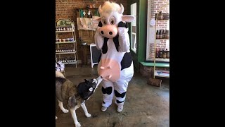 😺 Смешное видео с собаками, кошками и котятами! 🐕 Вы будете смеяться! 😸