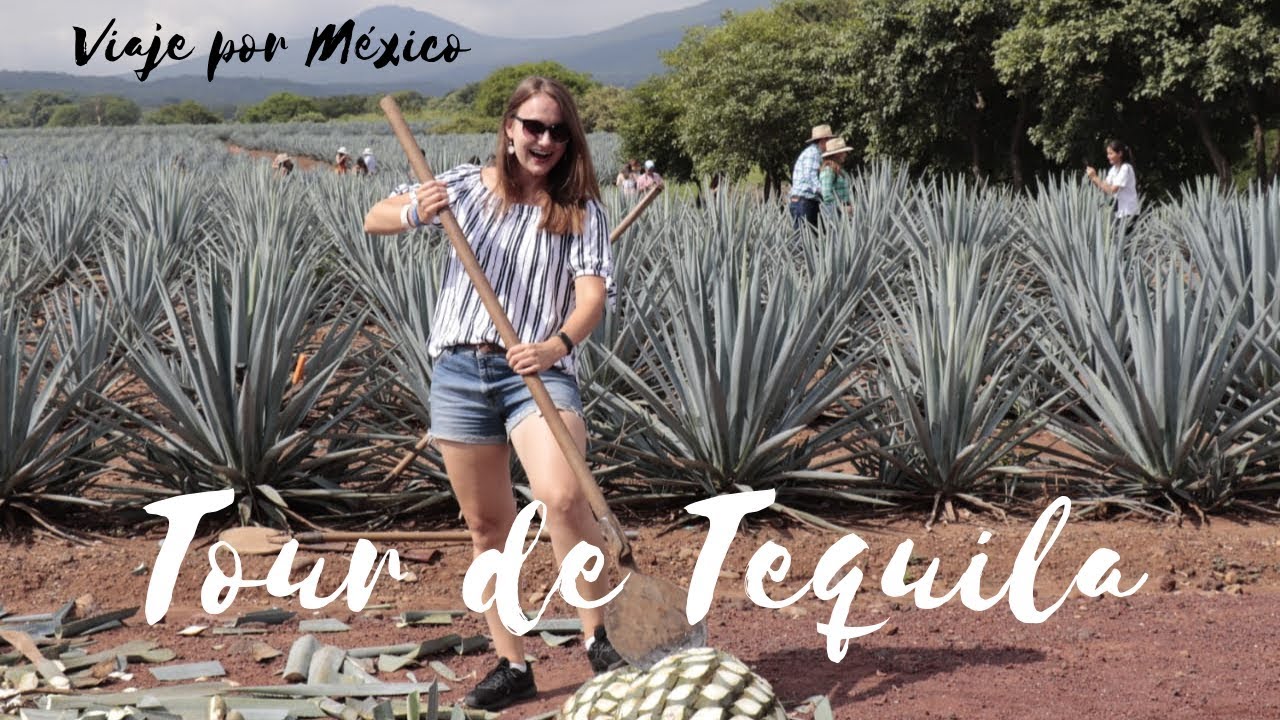 Tequila tour José Cuervo Express Tour de México en español