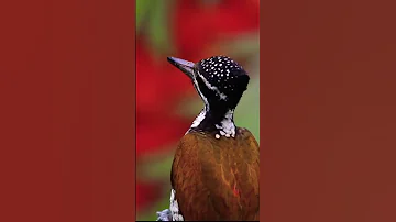 Relaxing piano music with bird sounds-Greater Flameback Bird #relax #piano #shorts #birdsounds