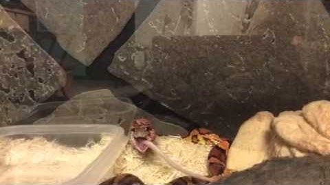 Extreme Okeetee Corn Snake Swallowing Mouse Timelapse