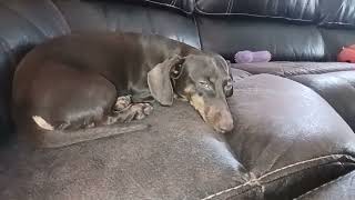 Oliver dachshund is very sleepy today