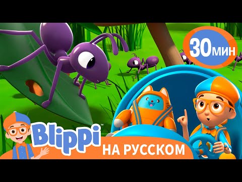 Муравьи | Обучающие мультики для детей | Blippi Russian