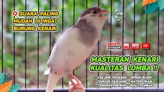 Kenari GACOR NGEREK‼️ Masteran Kenari PAUD dan Pancingan Kenari MACET BUNYI dan Betina NGIWIR - 258