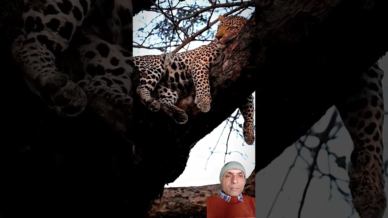 Lion vs Leopard – Who Is the Real King? 🔥