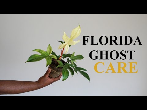 Florida Ghost Care