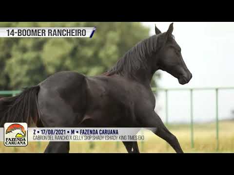 LOTE 014  BOOMER RANCHEIRO   15º CARUANA FUTURITY CHAMPIONS