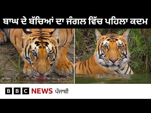 BBC Earth: Tiger ਦੇ ਬੱਚਿਆਂ ਦਾ Forest ਵਿੱਚ ਪਹਿਲਾ ਕਦਮ | 𝐁𝐁𝐂 𝐏𝐔𝐍𝐉𝐀𝐁𝐈