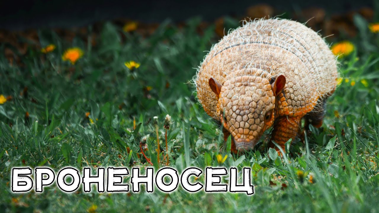 Броненосец. Властелин лесов и пустынь.