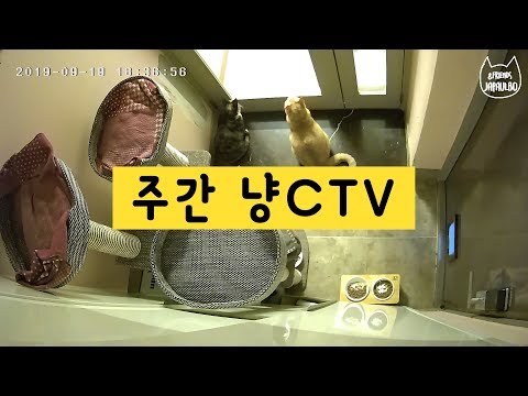 주간 냥CTV #03 / 째폴보&amp;amp;프렌즈
