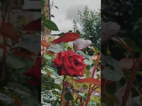 Дощ Літо Босоноге дитинство Summer Relaxing Rain Children дощ літо щастя 