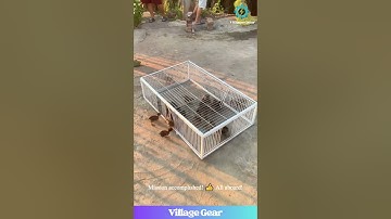 ULTIMATE Bird Trap Cage?! 😂 Chicks & Pigeons Don