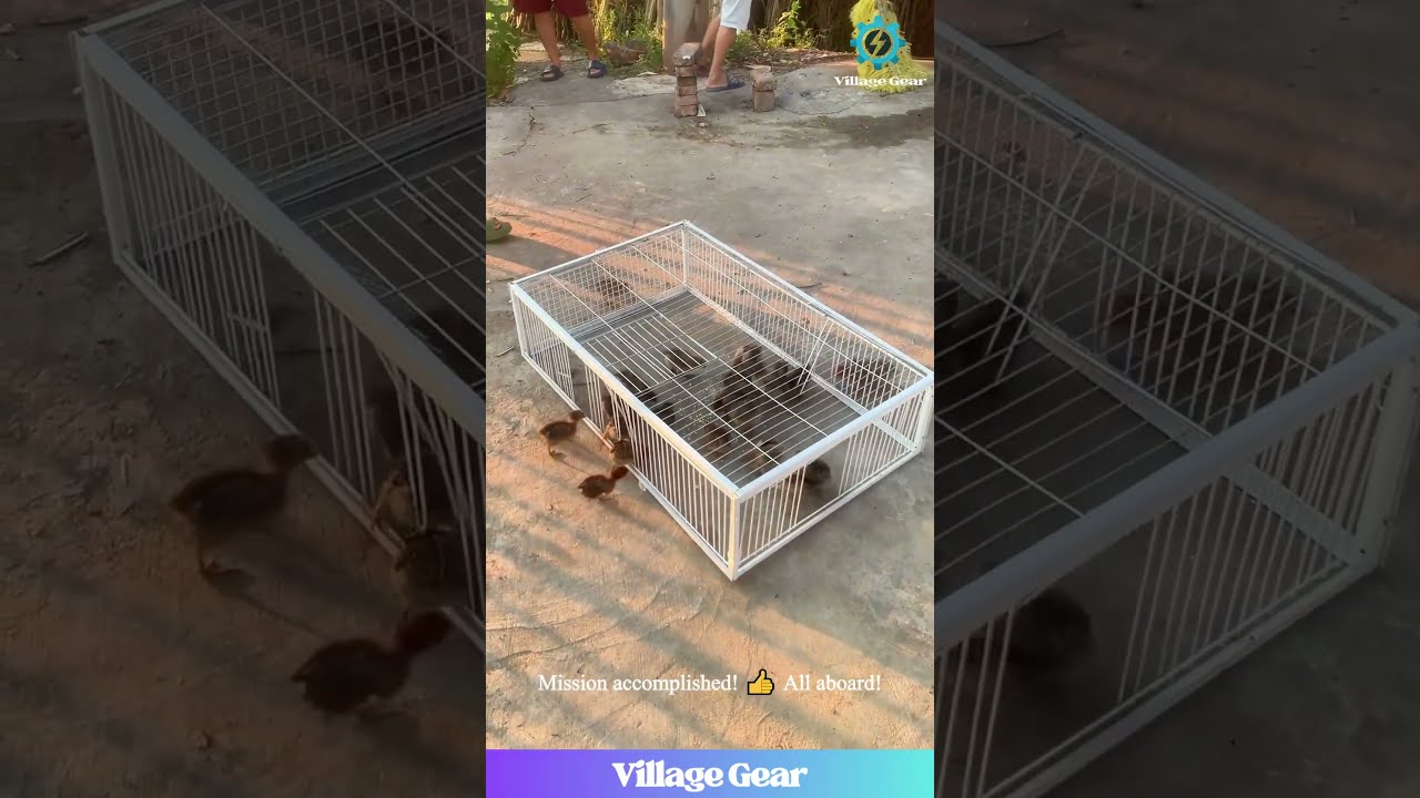 ULTIMATE Bird Trap Cage Chicks Pigeons Don T Stand A Chance Birdcatching Diy Howto