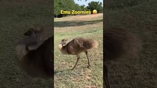 Emu Zoomies
