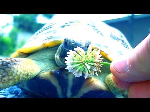 シロツメクサの花とリクガメ　　სამყურა მხოხავი