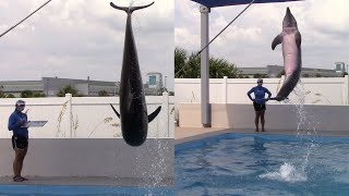 Lily Front Flip & Kaya High Jump Training Session (Seen at Dolphin Point at Gulfarium 8-11-20)