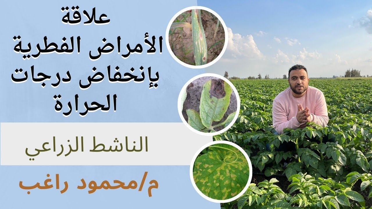 الأمراض الفطرية |الناشط الزراعي م.محمود راغب