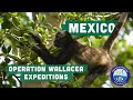 Operation wallacea  mexico expeditions