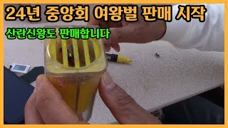 우수 여왕벌 판매 시작됐습니다. 산란신왕도 판매합니다.