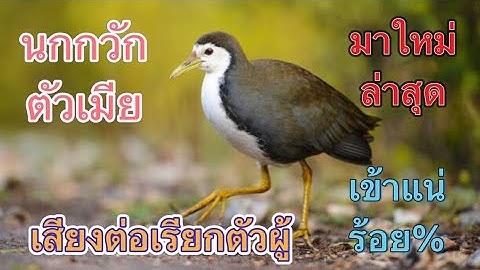 เสียงนกกวักตัวเมีย เรียกนกกวัก ต่อนก เข้าเร็ว เข้าแน่นอน#นกกวัก #เสียงต่อนก #birds #นกกวักตัวเมีย