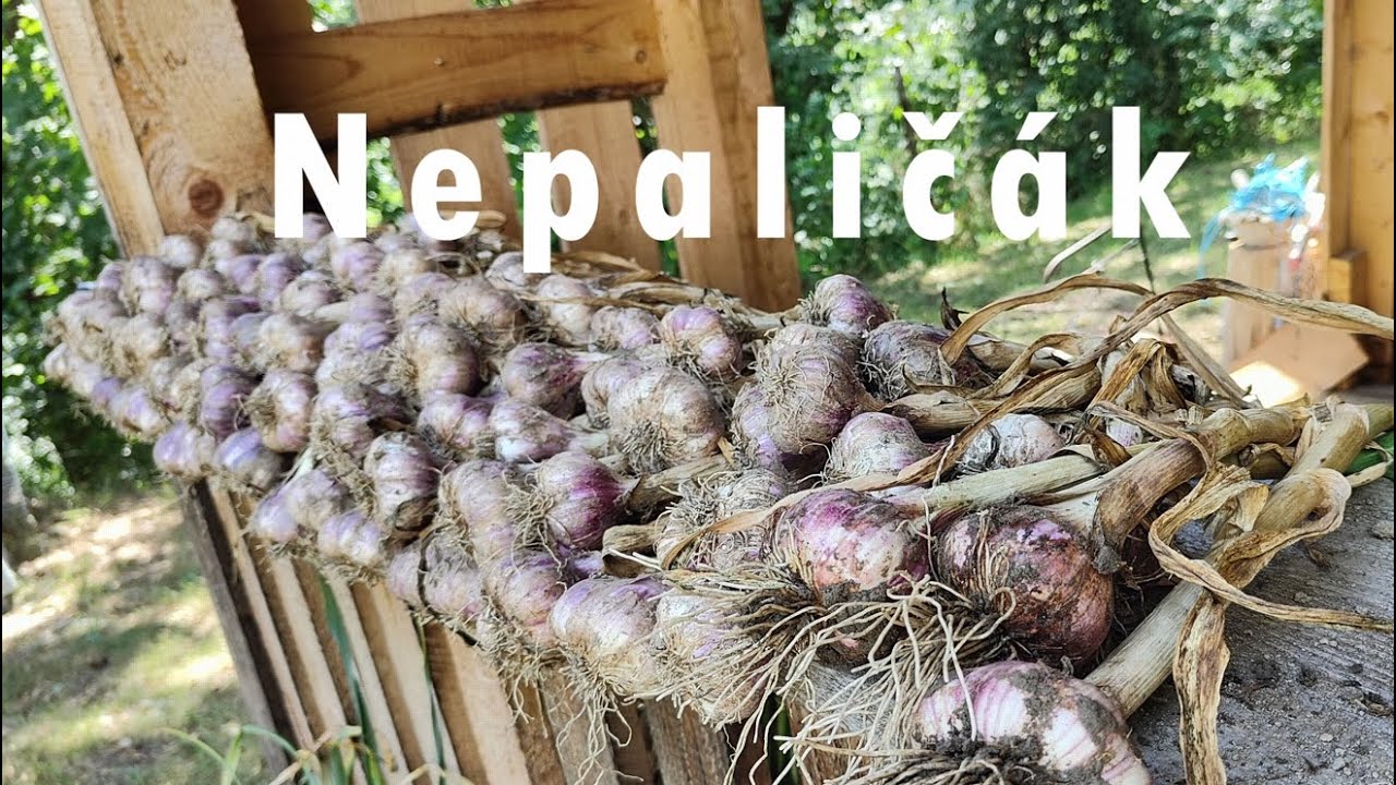 ČESNEK: Paličák vs. Nepaličák v jahodách! 🧄🍓 Sklizeň z pacibulek! #česnek