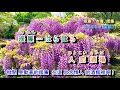 人戀酒場***字義版   音圓 45252