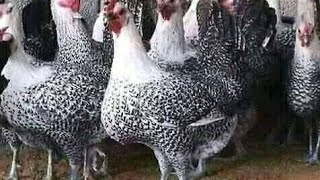 تربية الفراخ الفيومي وخطر الجمبورو Breeding Fayoumi chicks and the danger of gumboro