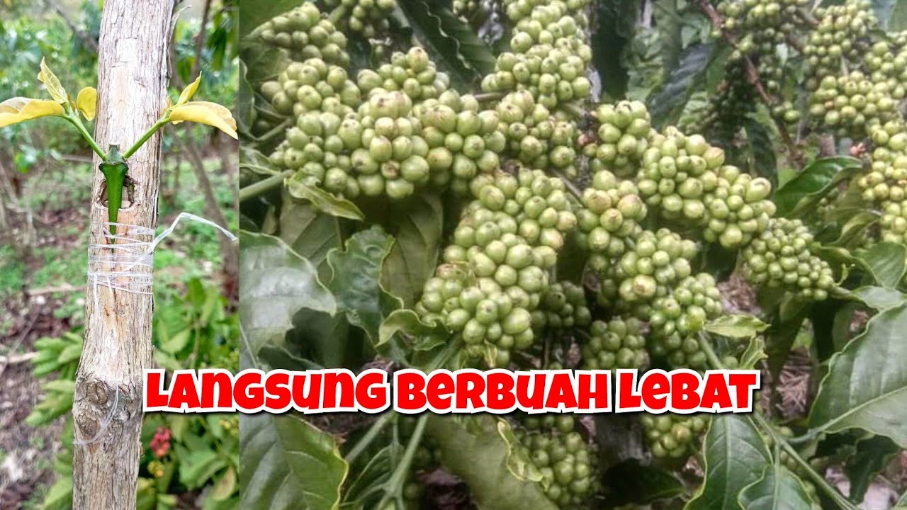GAK PERLU LAMA stek sambung kopi langsung berbuah lebat