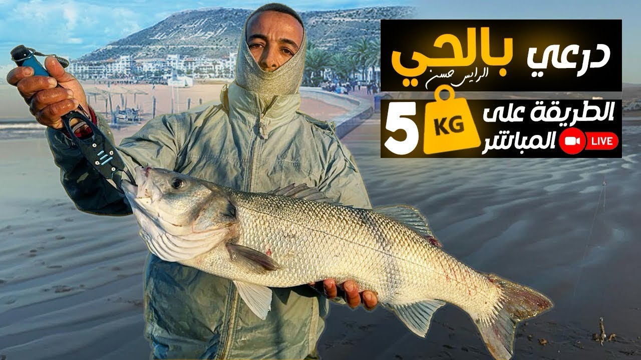 صيد سمك درعي الحجم الكبير مع رايس حسن ‏مفاجأة لم تكون في الحسبان ￼