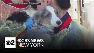 Dozens of dogs rescued from Midwest breeding facility