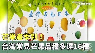 芒果產季到！ 台灣常見芒果品種多達16種｜華視新聞20230622 