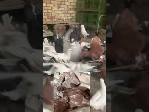 علاج بشري ديدان الحمام 