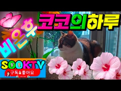 Shall we take a look at Coco's day after the rain clears⁉️😸💕😸🦜 #Cat #CatCoco #SOOKTV #CatChannel ...