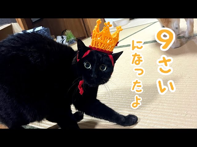 9歳になった黒猫のVIPな１日　Ten turned 9 years old!