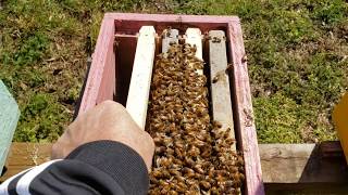 New Beekeepers What To Do After Installing Packaged Honeybees
