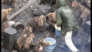 Feeding Japanese Monkeys  猿のエサやり 日本モンキーセンター