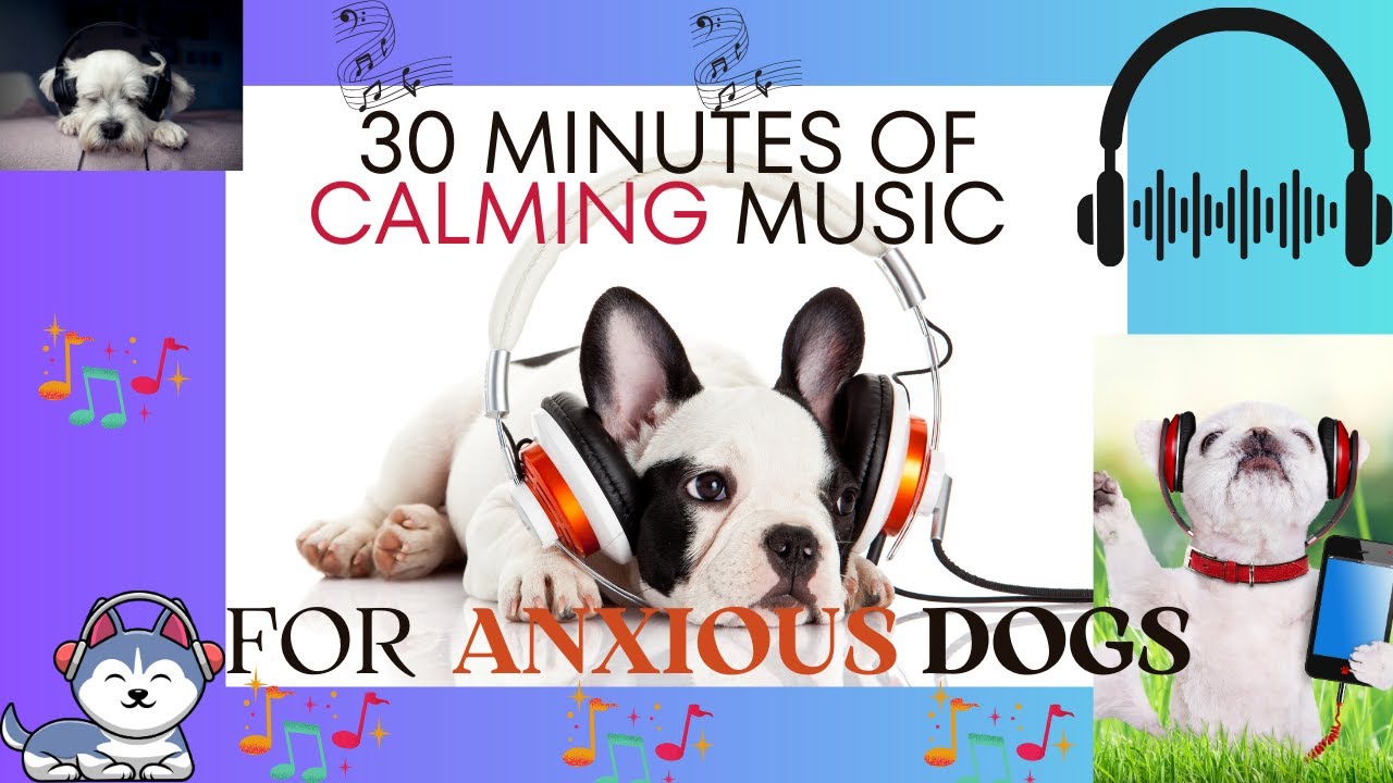 Anxious Dog Relief: 30 Minutes of Calming Music - YouTube