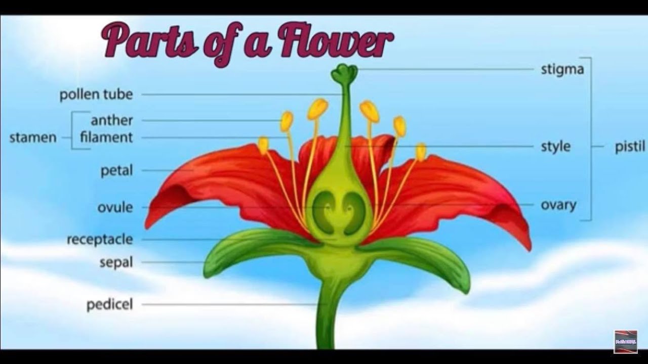 Parts Of A Flower And Their Functions YouTube