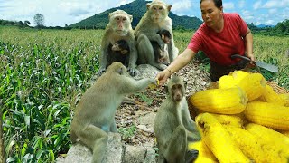 Woman found corn farms and cooking for monkey