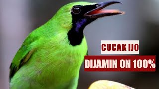 PANCINGAN CUCAK HIJAU 100% CUCAK IJO ANDA JADI ON