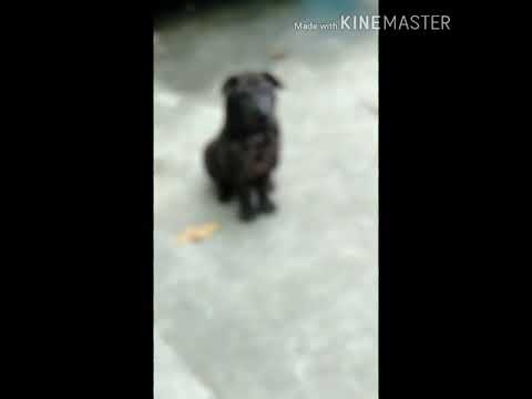 Chó mặt nhăn. Kim sun soăn nhất Việt Nam