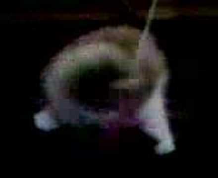 Video 521061: calico persian kitten playing, persian calico female kitten