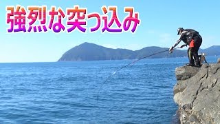 強烈な尾長の突っ込み　秋の大分県米水津で尾長連発！