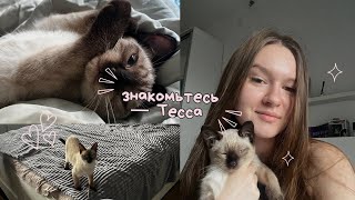 картинка: ВЛОГ: ЗАВЕЛА КОТЕНКА| треш с авито продавцом…