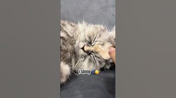 It’s Monday… I’m not ready💤🐾#cat #catshorts #funnycat #cutecat #mondaymood #viralshorts #kitten