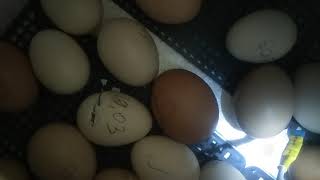 Инкубация куриных яиц, 21й день