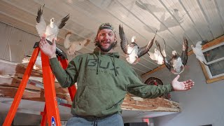 My New Mounts for My Waterfowl Taxidermy Collection Plus Blowing My Favorite Calls!!